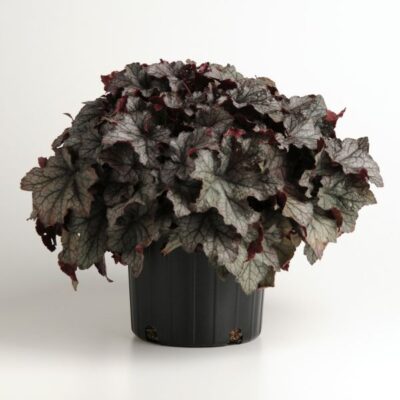 Carnival Plum Crazy Coral Bells Garden Plant