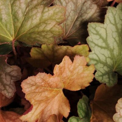 Carnival Watermelon Coral Bells Garden Plant