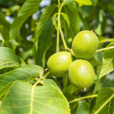 Carpathian English Walnut Tree Garden Plant