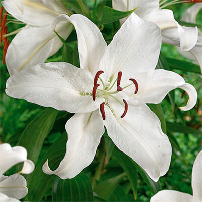 Casa Blanca Lily Garden Plant