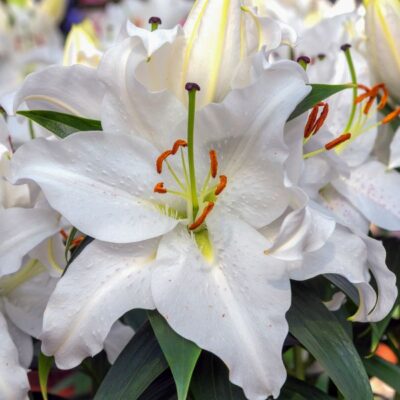 Casa Blanca Oriental Lily Garden Plant
