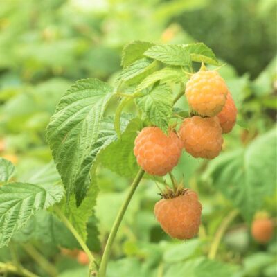 Cascade Gold Raspberry Garden Plant