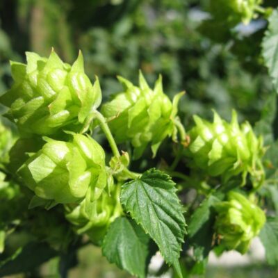 Cascade Hops Plant Garden Plant