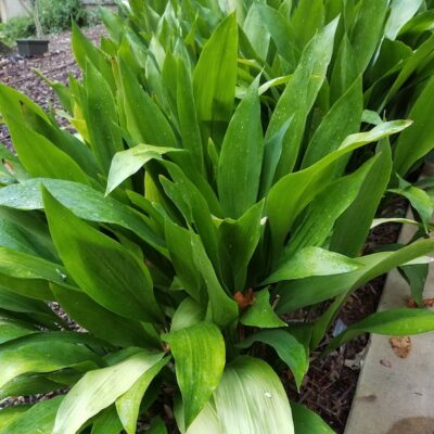 Cast Iron Plant Garden Plant
