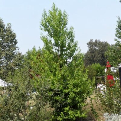 Catalina Cherry Garden Plant