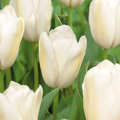 Catherina Tulip Garden Plant