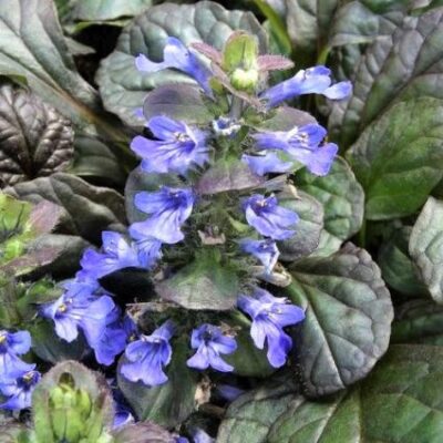 Catlin's Giant Ajuga Garden Plant