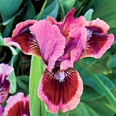 Cat's Eye Tall Bearded Iris Garden Plant