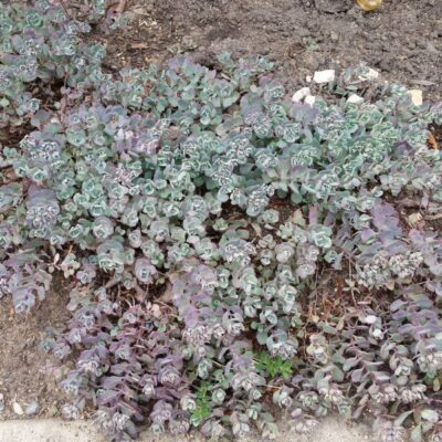 Cauticola Sedum Garden Plant