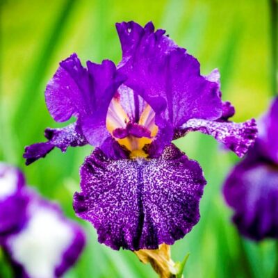 Celestial Explosion Tall Bearded Iris Garden Plant