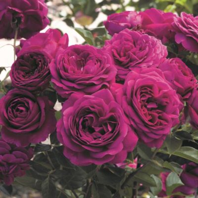 Celestial Night Rose Garden Plant