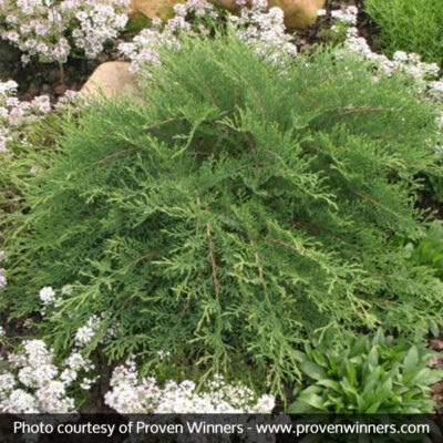 Celtic Pride Siberian Cypress Garden Plant