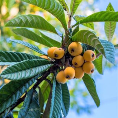 Champagne Loquat Garden Plant