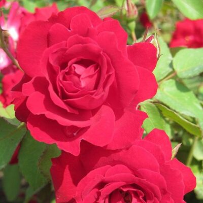 Champlain Rose Shrub Garden Plant