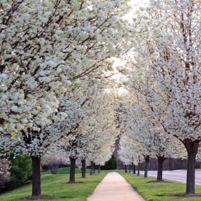 Chanticleer Flowering Pear Garden Plant