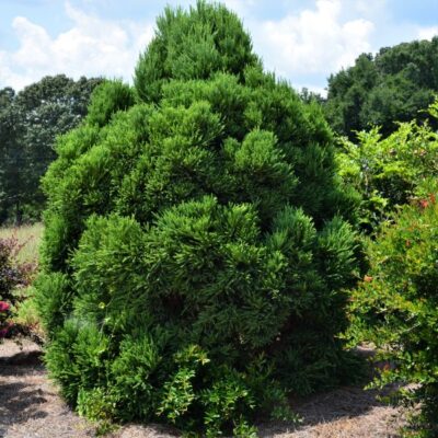 Chapel View Japanese Cedar Garden Plant