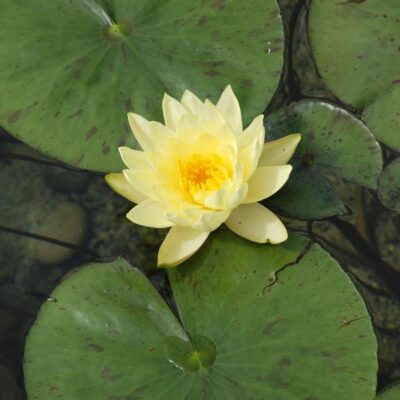 Charlene Strawn Water Lily Garden Plant