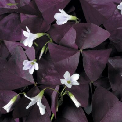 Charmed Wine Shamrock Garden Plant