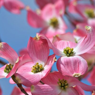 Cherokee Brave Dogwood Garden Plant