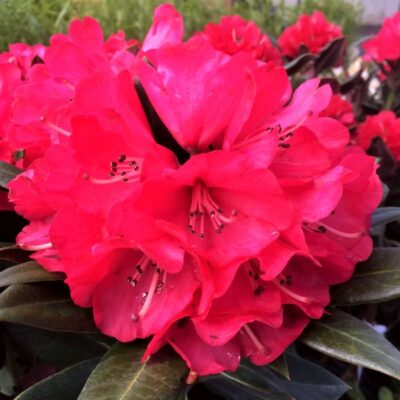 Cherries and Merlot Rhododendron Garden Plant