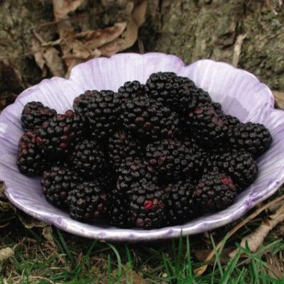 Chester Thornless Blackberry Garden Plant