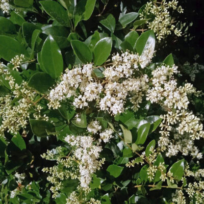 Cheyenne Privet Garden Plant