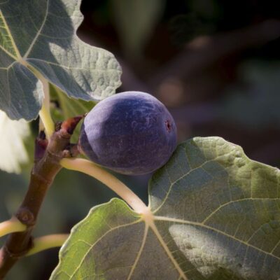 Chicago Hardy Fig Tree Garden Plant