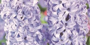 Chicago Hyacinth Garden Plant