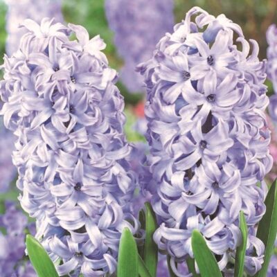 Chicago Hyacinth Garden Plant