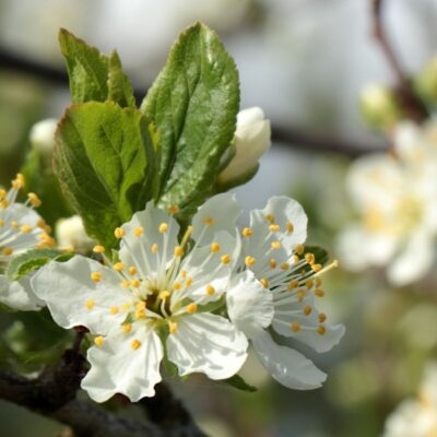 Chickasaw Plum Garden Plant