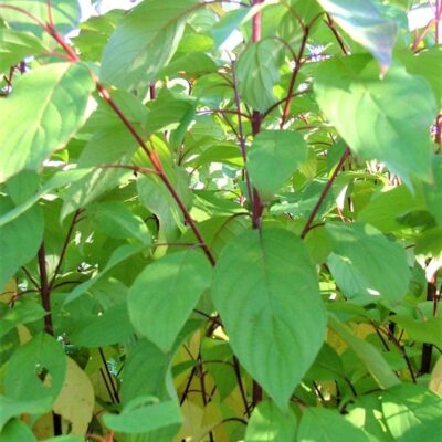 Chief Bloodgood Siberian Dogwood Garden Plant