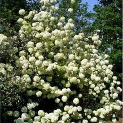 Chinese Snowball Viburnum Garden Plant