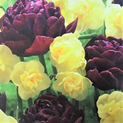 Chocolate and Vanilla Tulip/Daffodil Mix Garden Plant