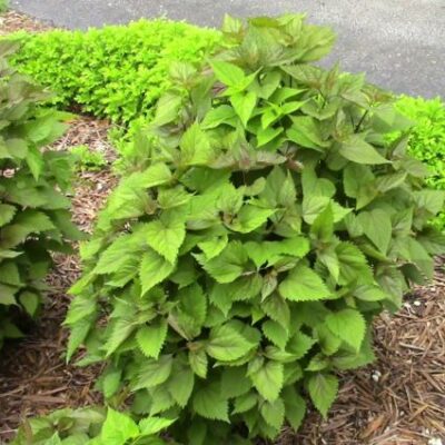 Chocolate Mist Flower Garden Plant