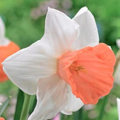 Chromacolor Daffodil Garden Plant