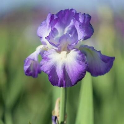 City Lights Tall Bearded Iris Garden Plant