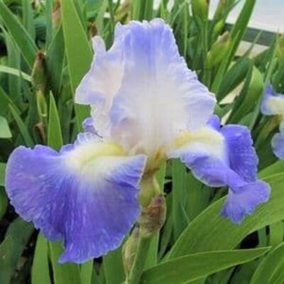 Clarence Tall Bearded Iris Garden Plant