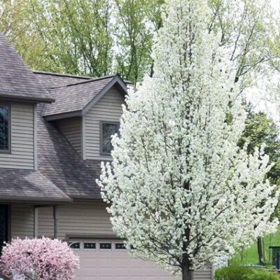 Cleveland Flowering Pear Garden Plant