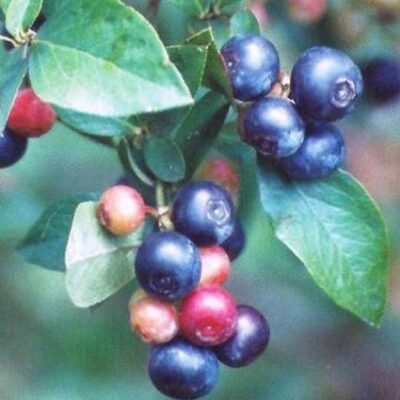 Climax Blueberry Garden Plant