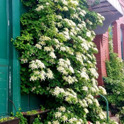 Climbing Hydrangea Garden Plant