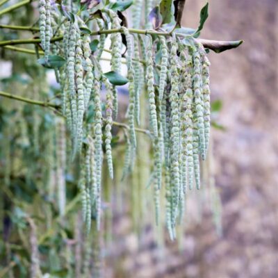 Coast Silktassel Garden Plant