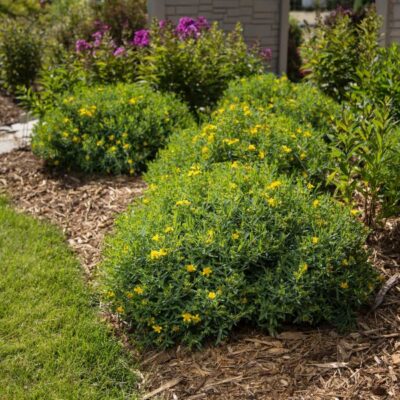 Cobalt-N-Gold Hypericum Garden Plant