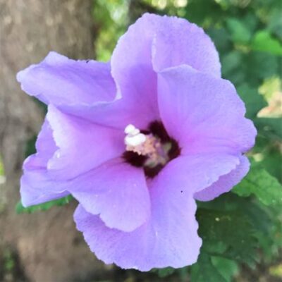 Coelestis Rose of Sharon Garden Plant