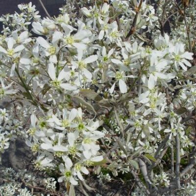 Cole's Select Serviceberry Garden Plant