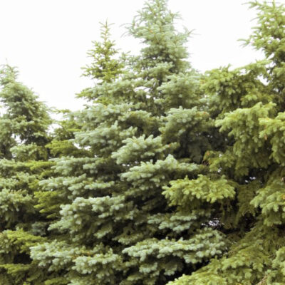 Colorado Spruce Garden Plant