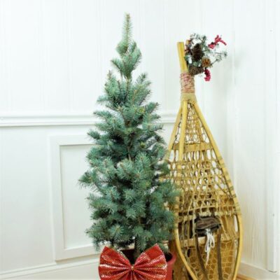 Colorado Spruce Holiday Tree Garden Plant