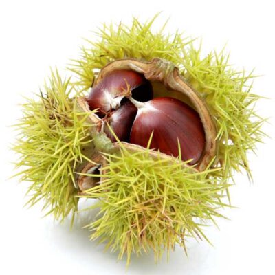 Colossal Chestnut Tree Garden Plant