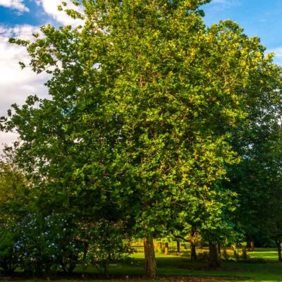 Columbia Sycamore Garden Plant