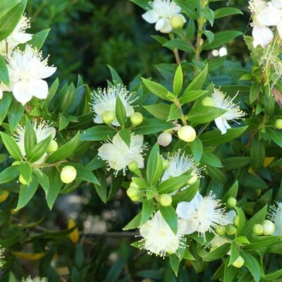 Common Myrtle Garden Plant