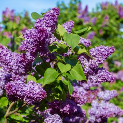 Common Purple Lilac Garden Plant